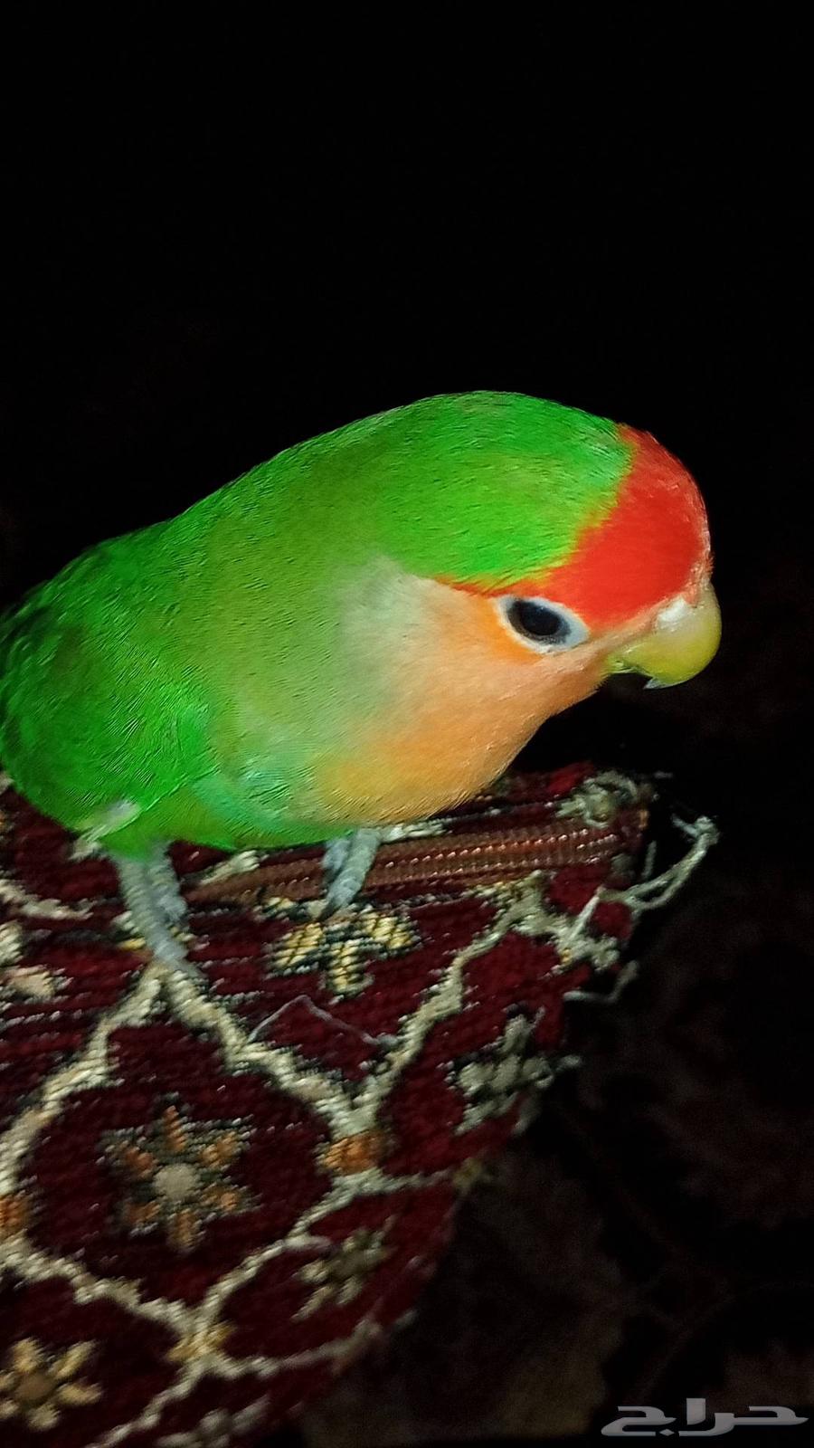 طير روز اليف السعر 100 ريال64490966440322113