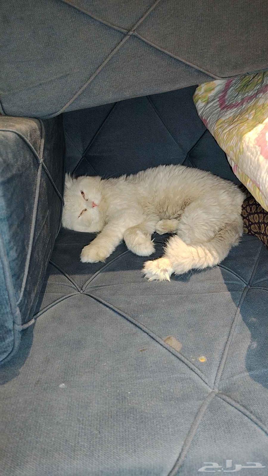 عدة قطط متنوعة سلالالة نادرة64492813136387110