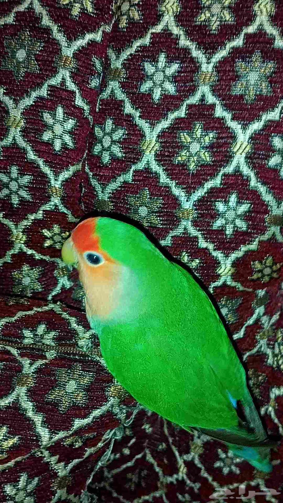 طير روز اليف السعر 100 ريال64490966440322110