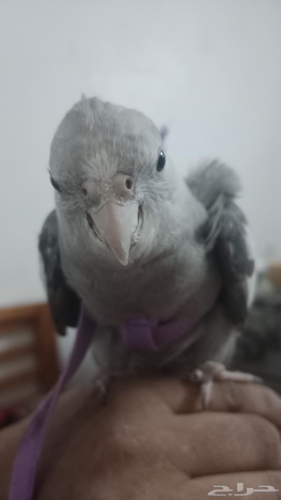 This crow speaks three languages, wee wee papa, my beloved cookie has arrived64488449429507110