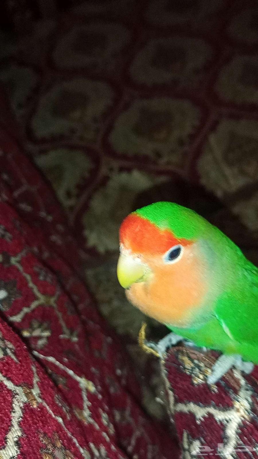 طير روز اليف السعر 100 ريال64490966440322112