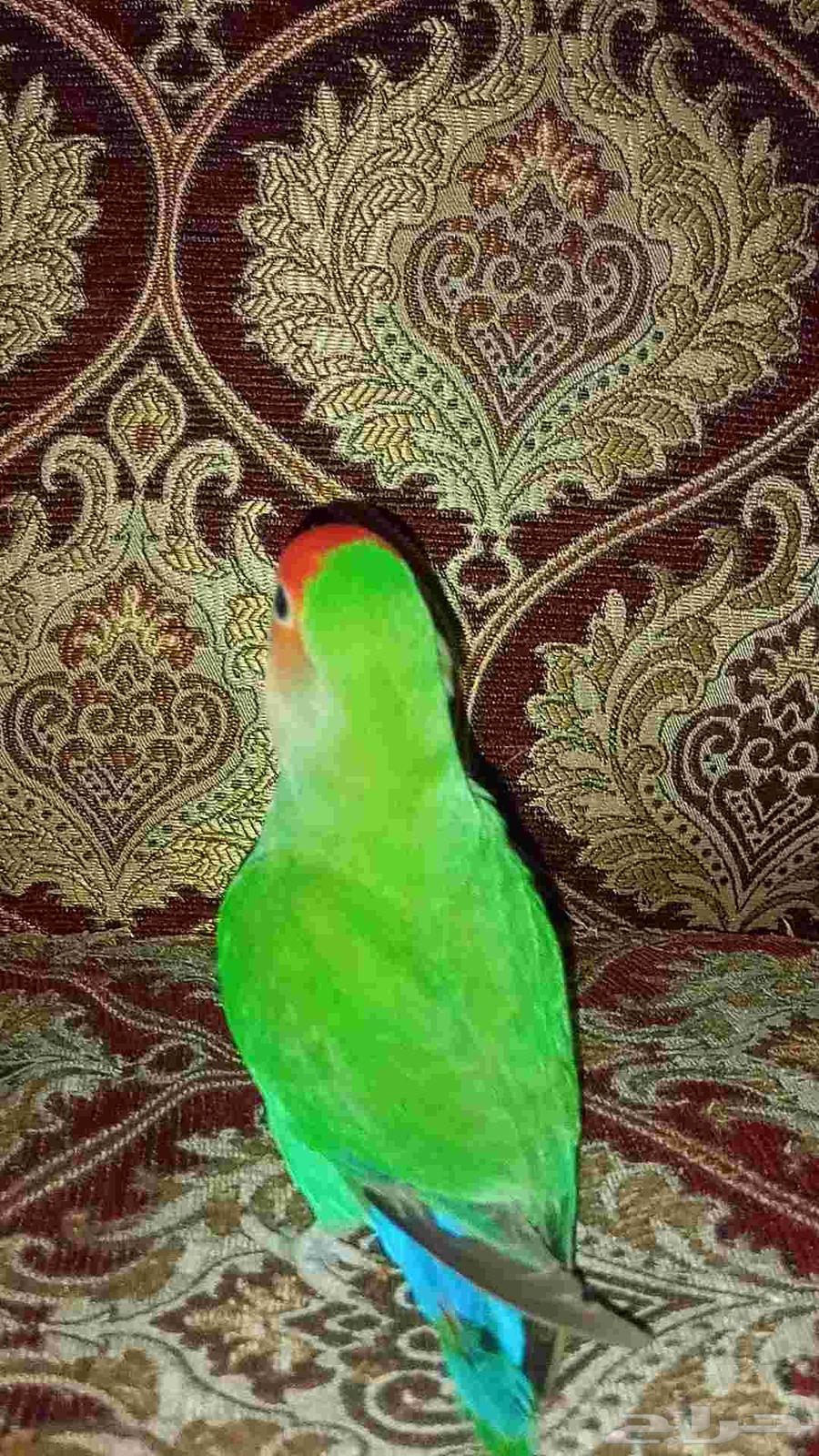 طير روز اليف السعر 100 ريال64490966440322114