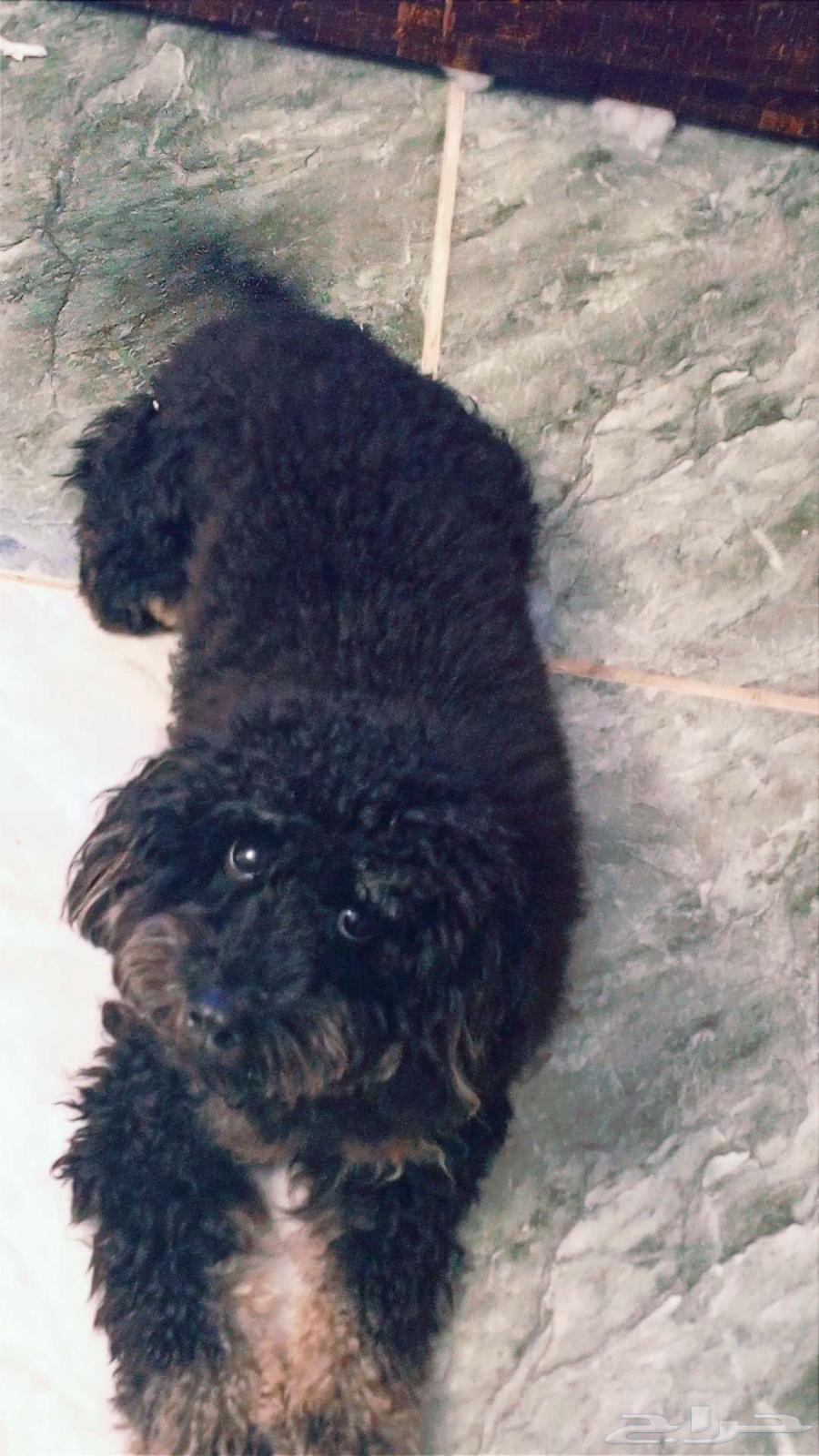 كلب بودل للبيع64431616596609110