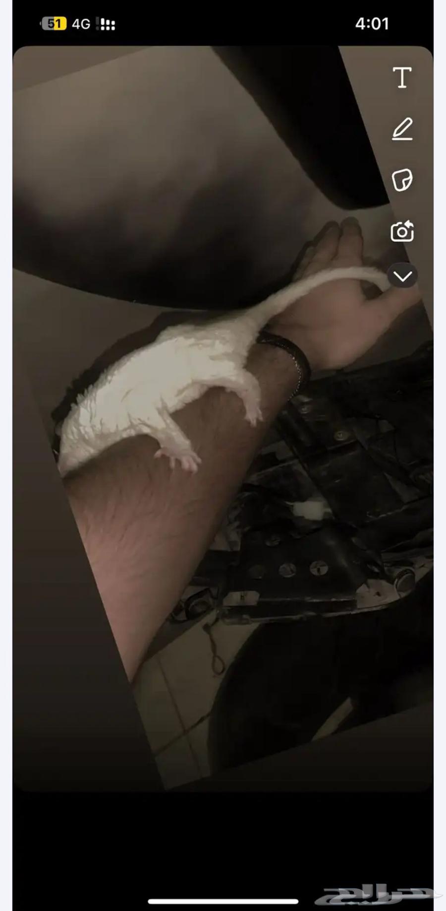 السنجاب الطايرى64492974996481110