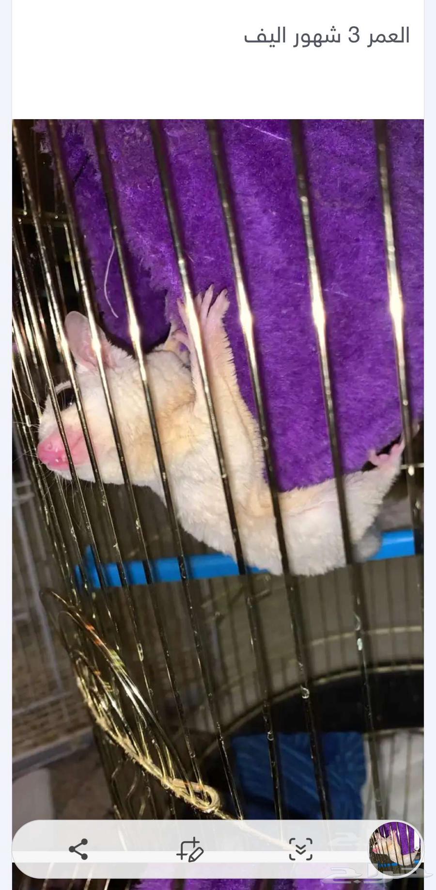 السنجاب الطايرى64492974996481113