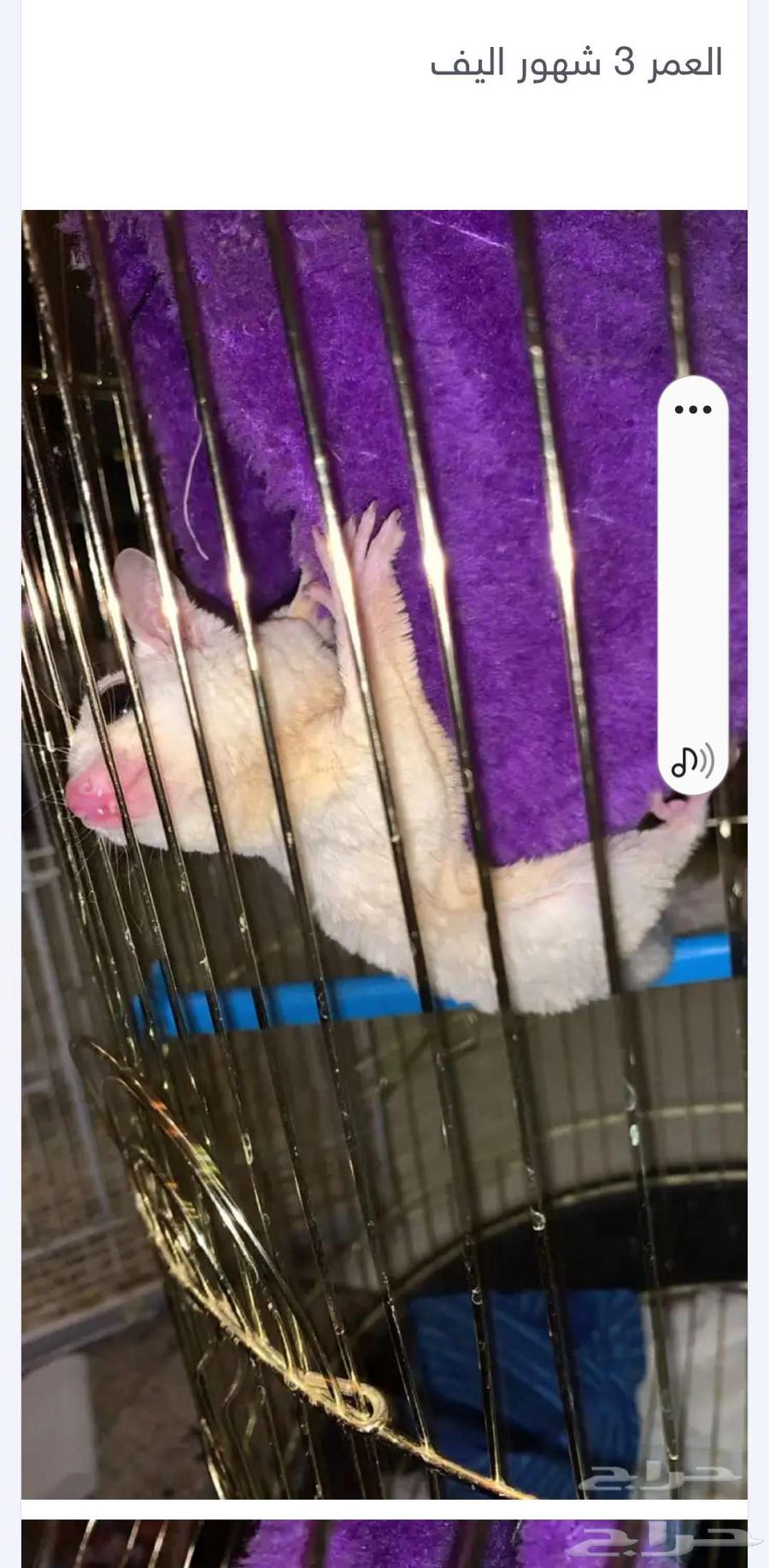 السنجاب الطايرى64492974996481114