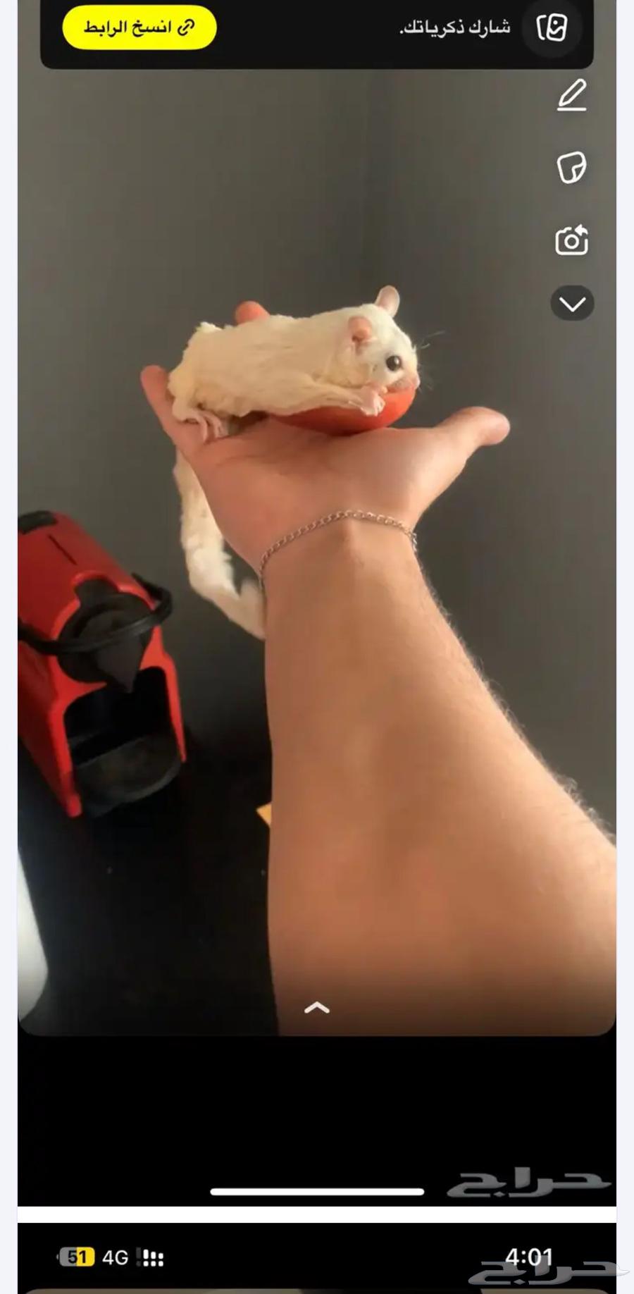 السنجاب الطايرى64492974996481111