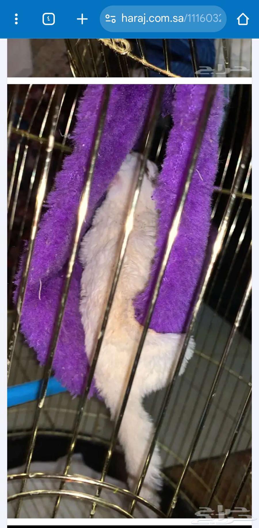 السنجاب الطايرى64492974996481112