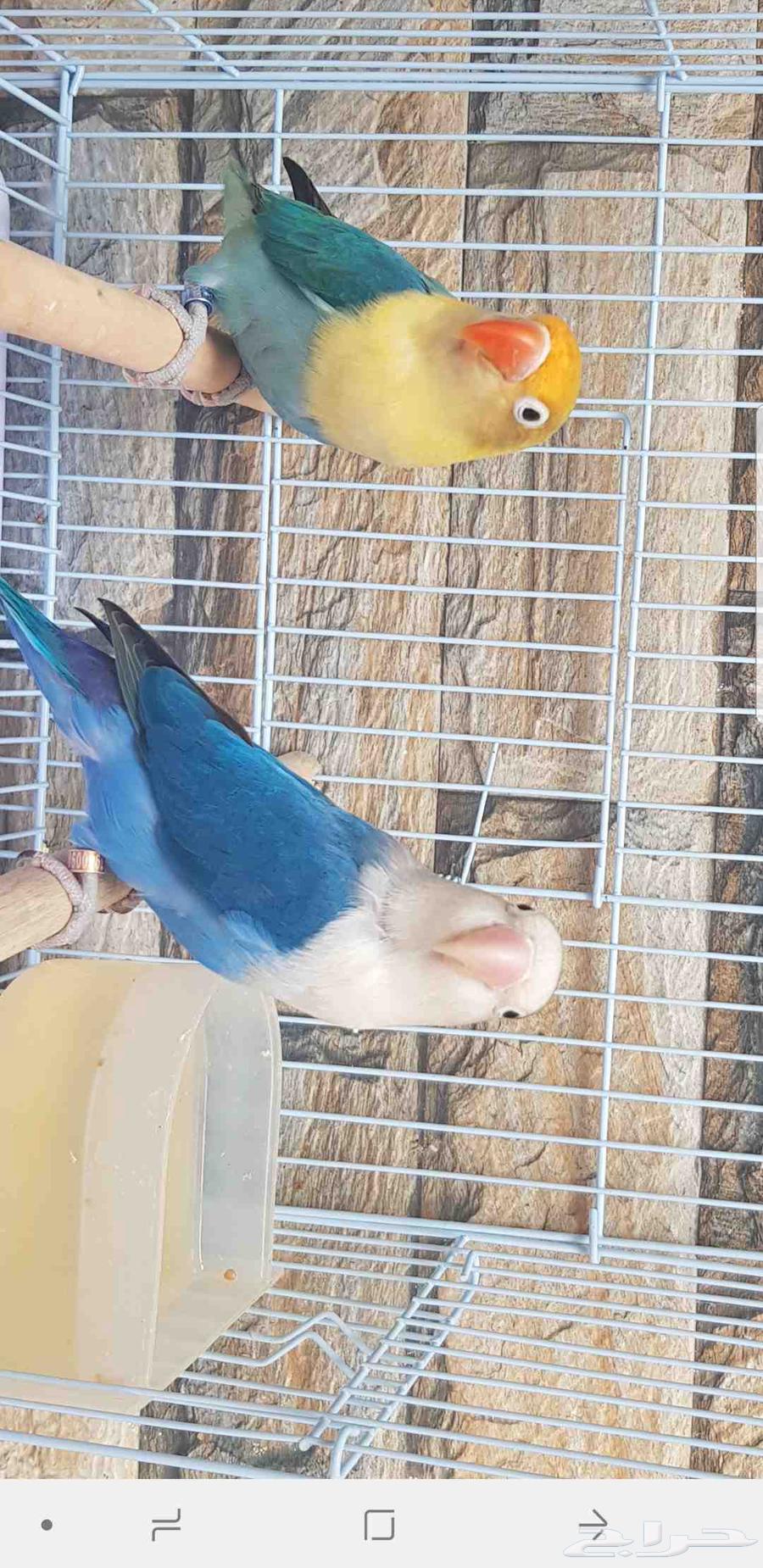 زوج فيشر الانثى بار بلو والذكر اسبلت بال فالو حد ب500ريال64461575248897111