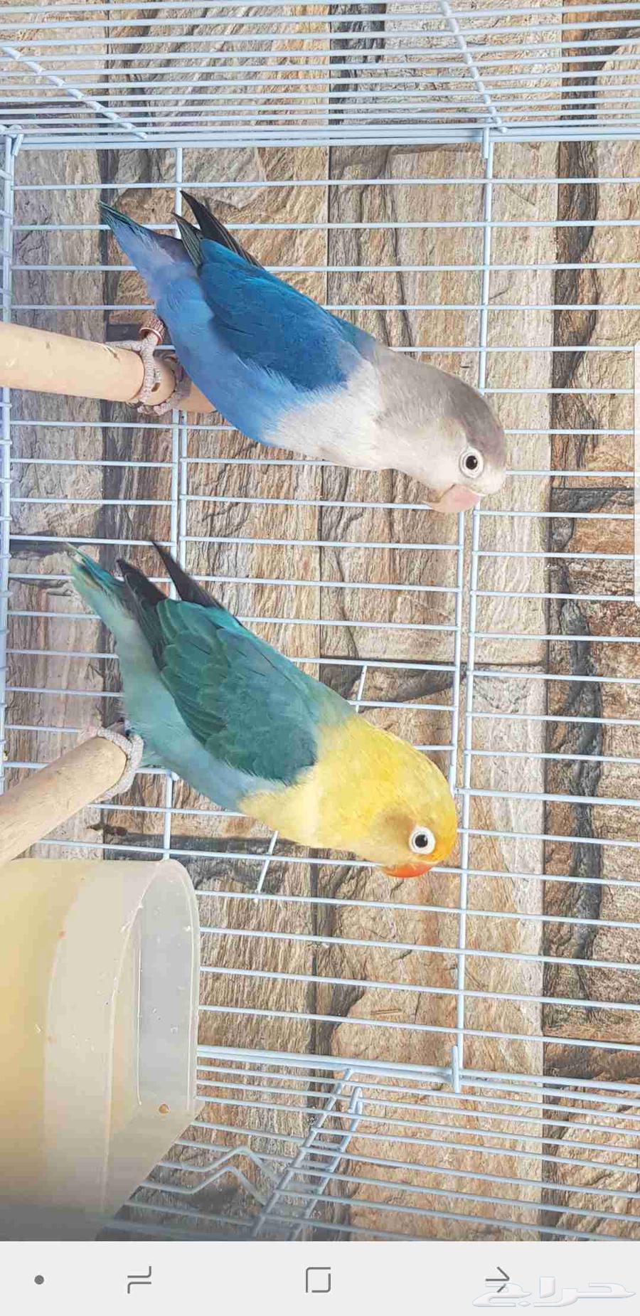 زوج فيشر الانثى بار بلو والذكر اسبلت بال فالو حد ب500ريال64461575248897114