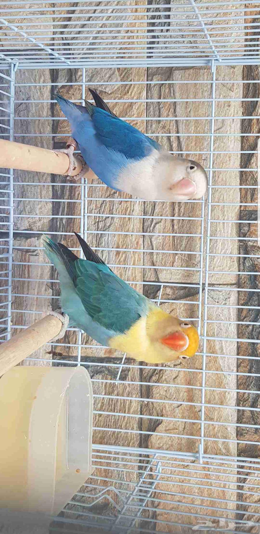 زوج فيشر الانثى بار بلو والذكر اسبلت بال فالو حد ب500ريال64461575248897113