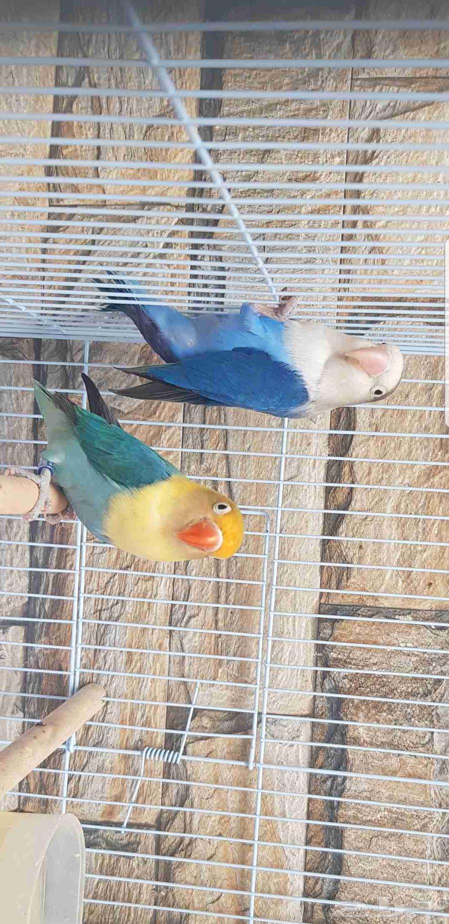 زوج فيشر الانثى بار بلو والذكر اسبلت بال فالو حد ب500ريال64461575248897110