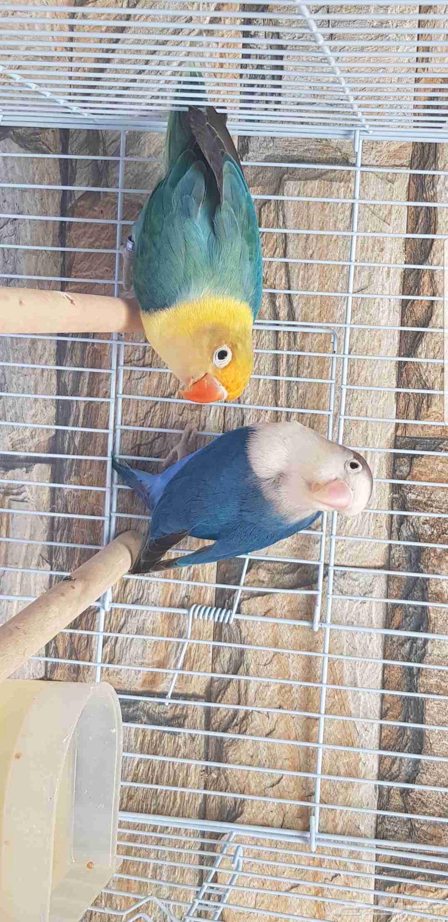 زوج فيشر الانثى بار بلو والذكر اسبلت بال فالو حد ب500ريال64461575248897112