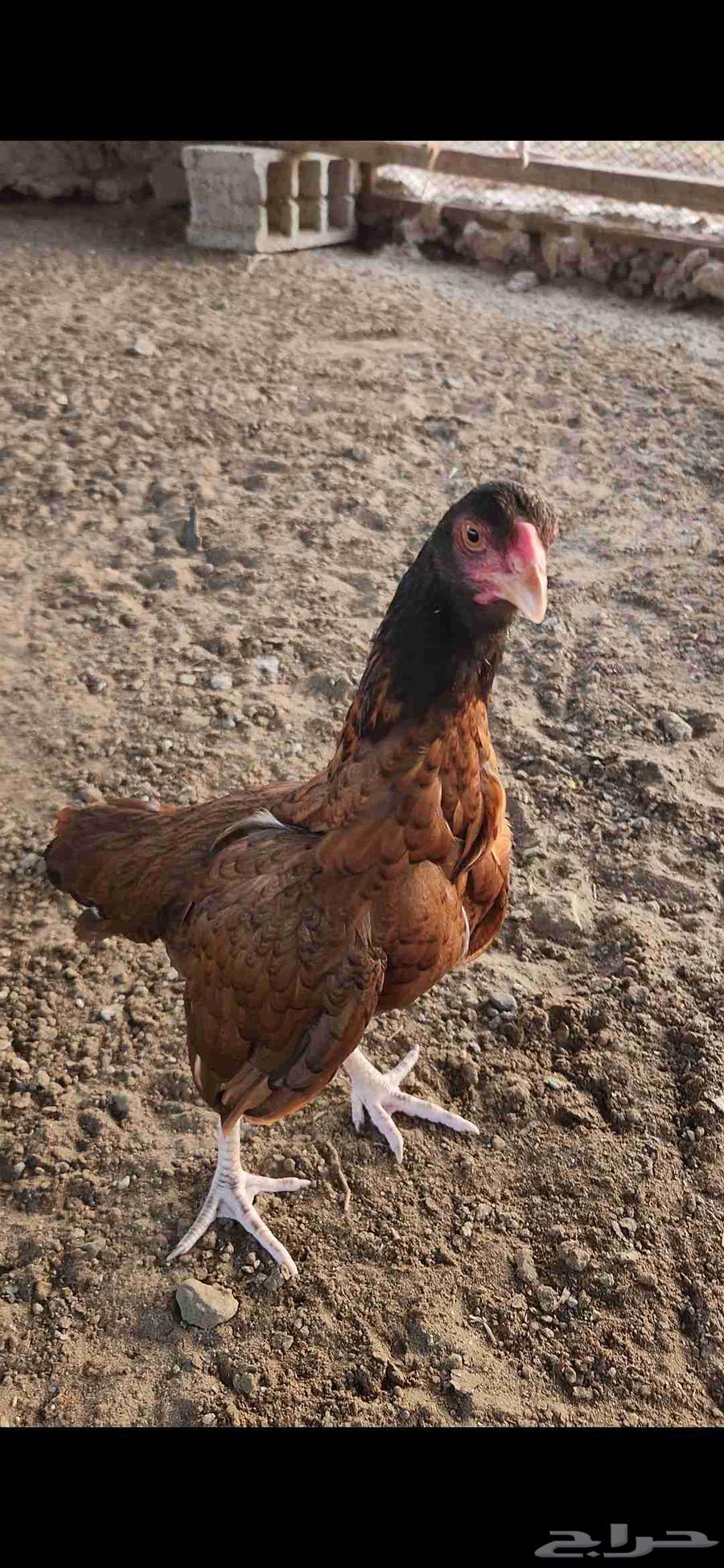 ميوالي زيرو بيور تم البيع بالحد المطلوب64490358212866110