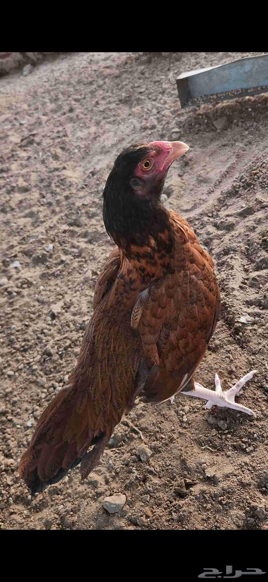 ميوالي زيرو بيور تم البيع بالحد المطلوب64490358212866111