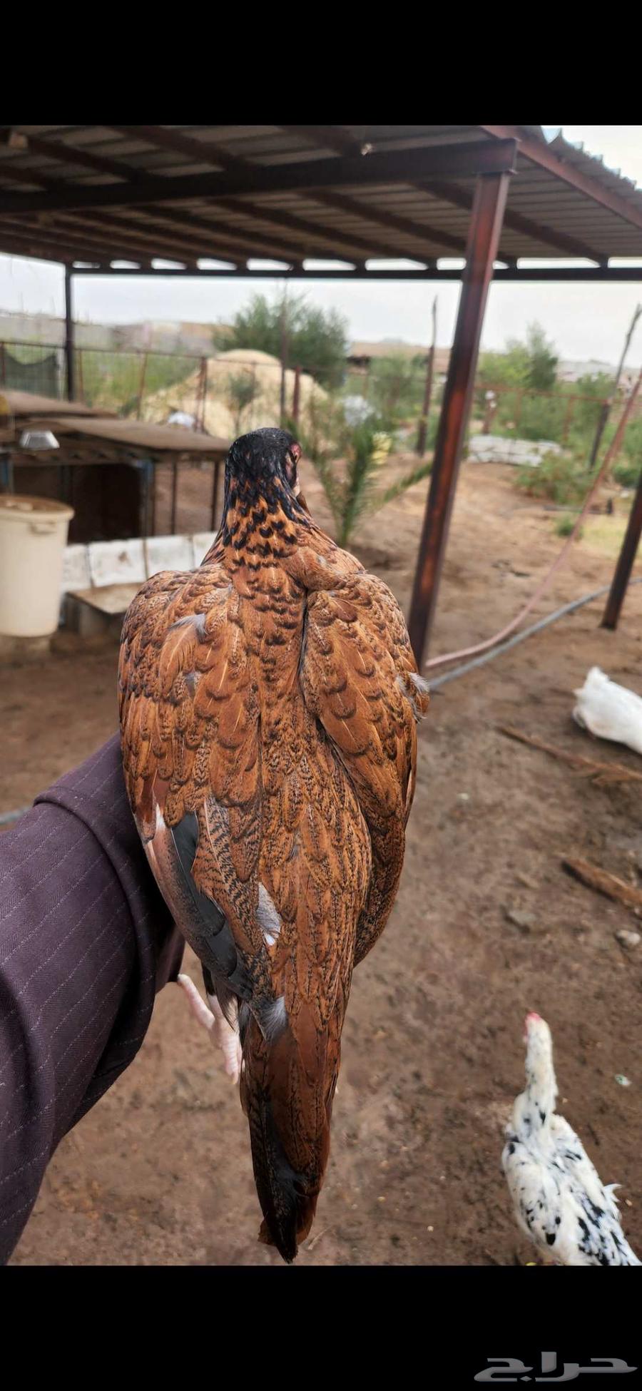 ميوالي زيرو بيور تم البيع بالحد المطلوب64490358212866112