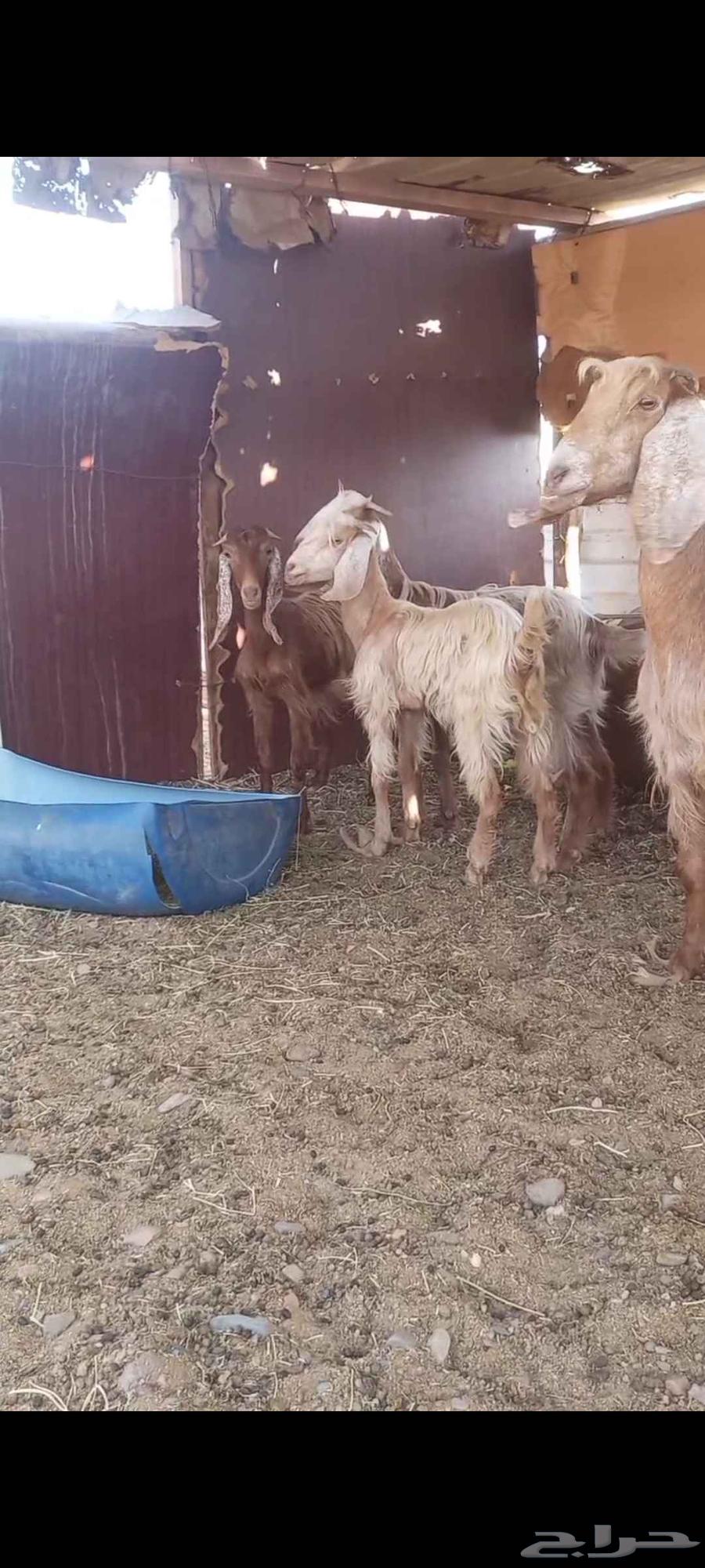 Goats in Dhabban64490330939393110