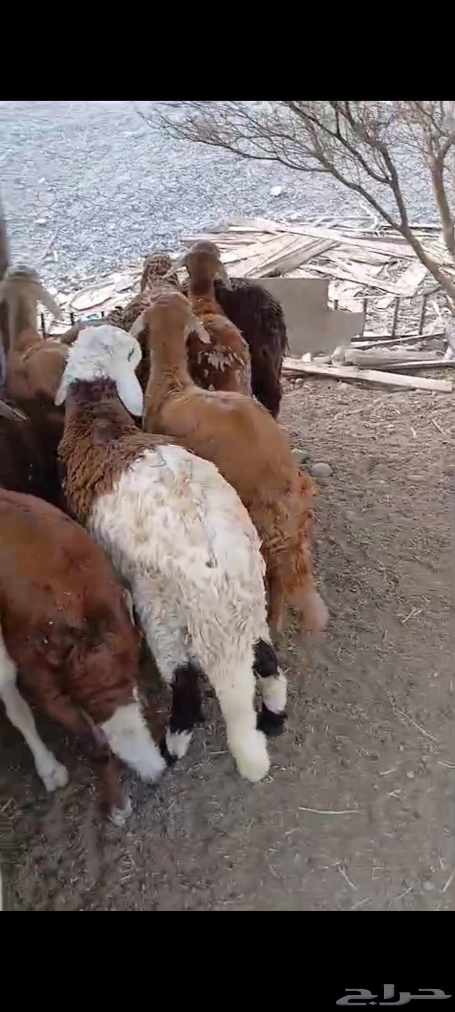 طليان سواكن جذعان للبيع64491823275650111