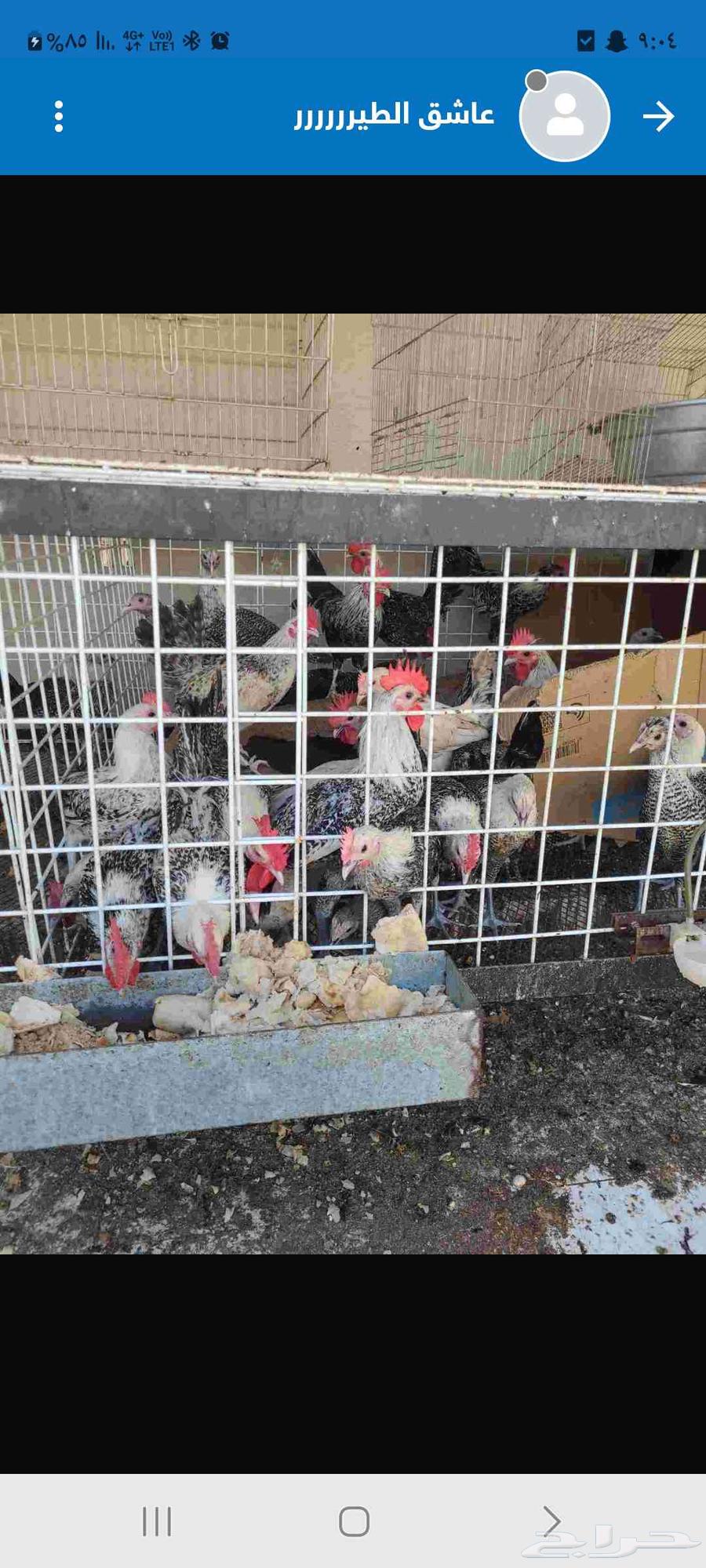 ديوك عربي اعمرها سته شهور تقريبآ صالحه للأكل64484883426305111