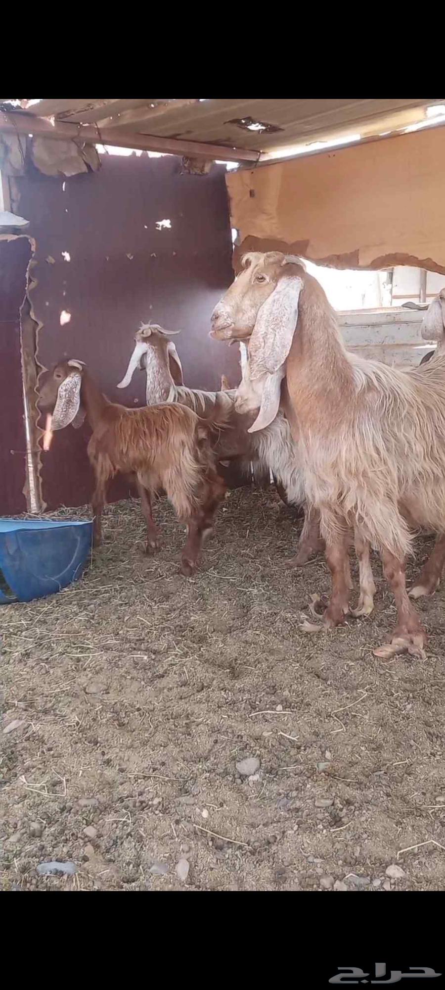 Goats in Dhabban64490330939393111