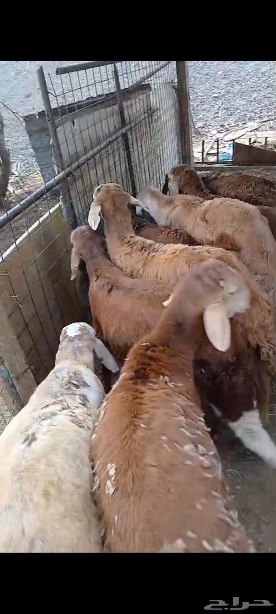 طليان سواكن جذعان للبيع64491823275650112