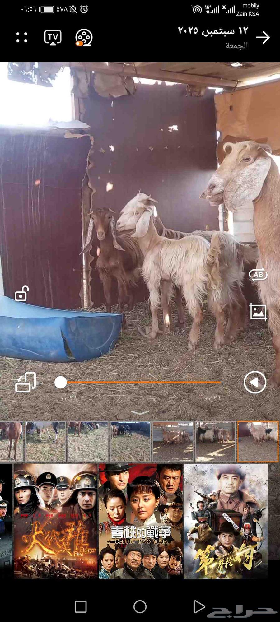 Goats in Dhabban64490330939393113