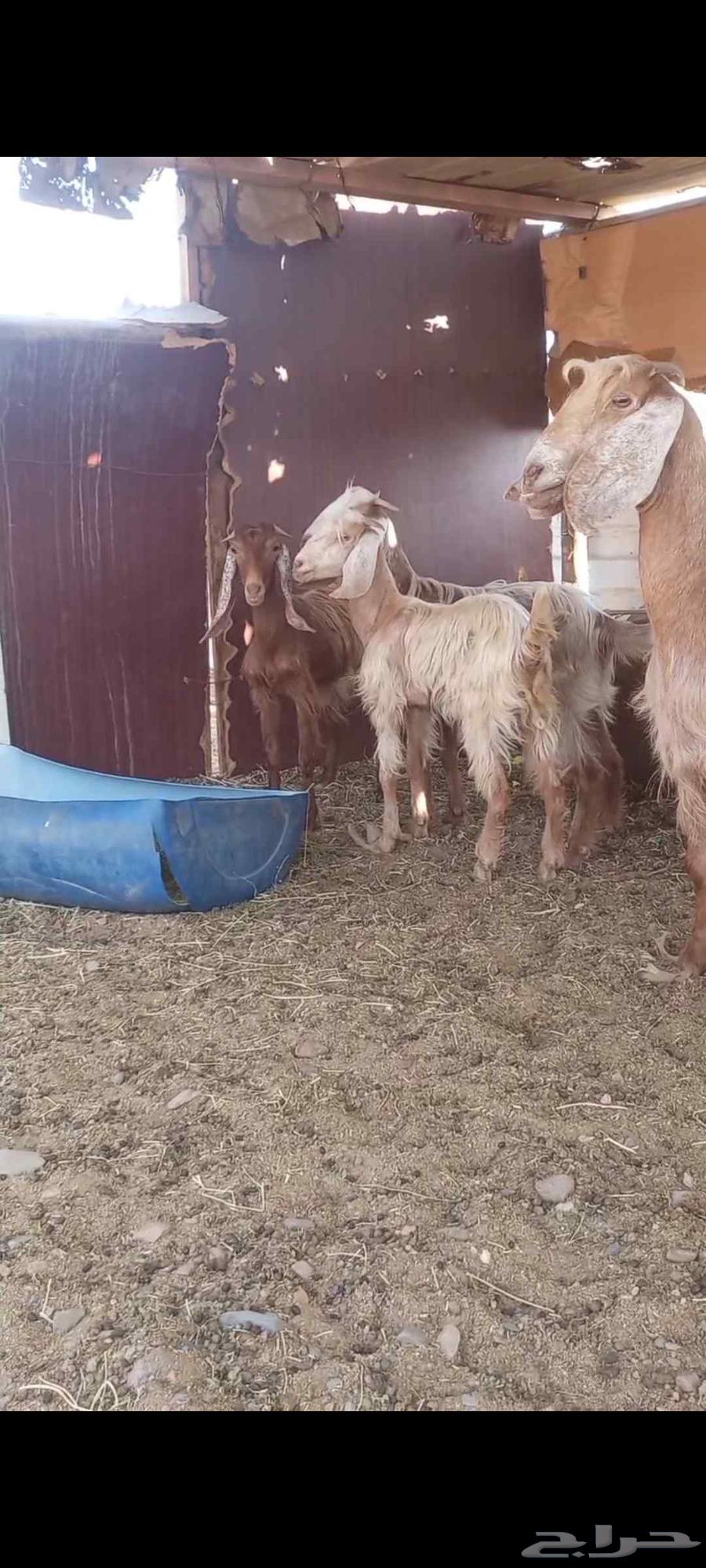 Goats in Dhabban64490330939393114