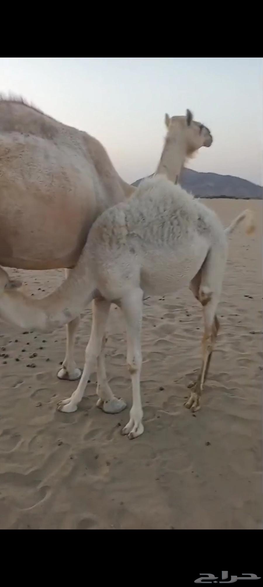 3 خلفات اباكير من 8 الاف تم البيع64487938149761113