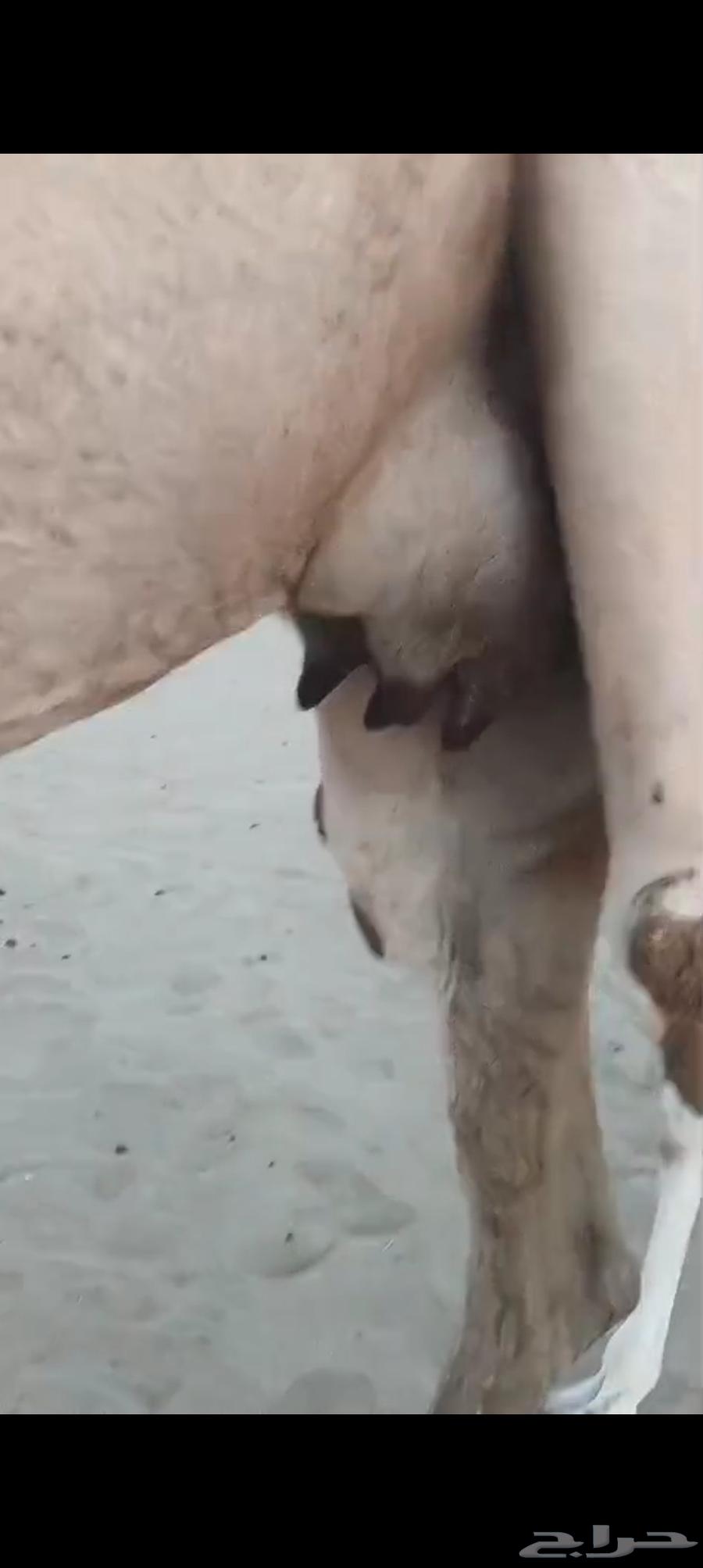 3 خلفات اباكير من 8 الاف تم البيع64487938149761111