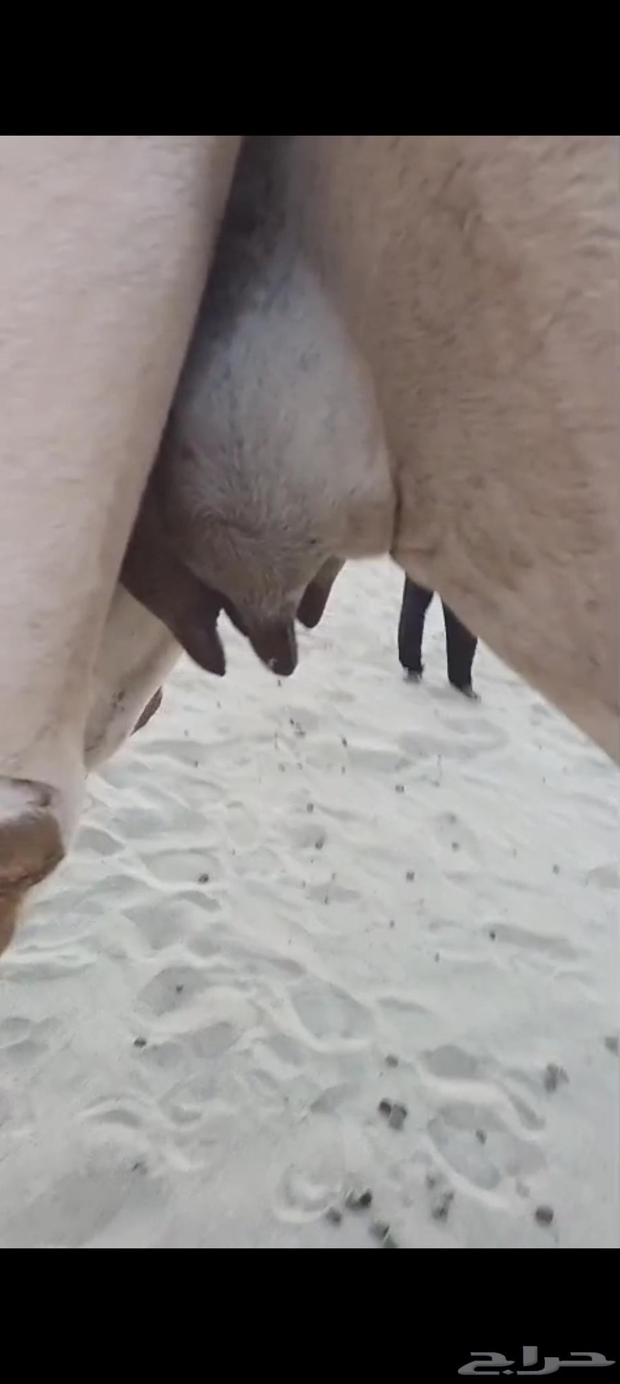 3 خلفات اباكير من 8 الاف تم البيع64487938149761112