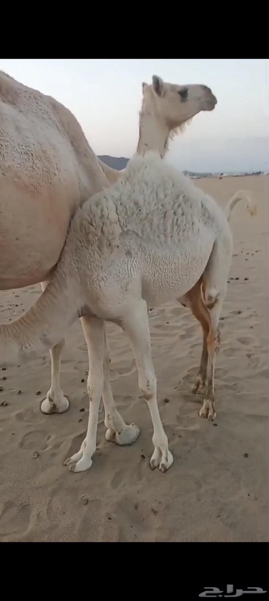 3 خلفات اباكير من 8 الاف تم البيع64487938149761114