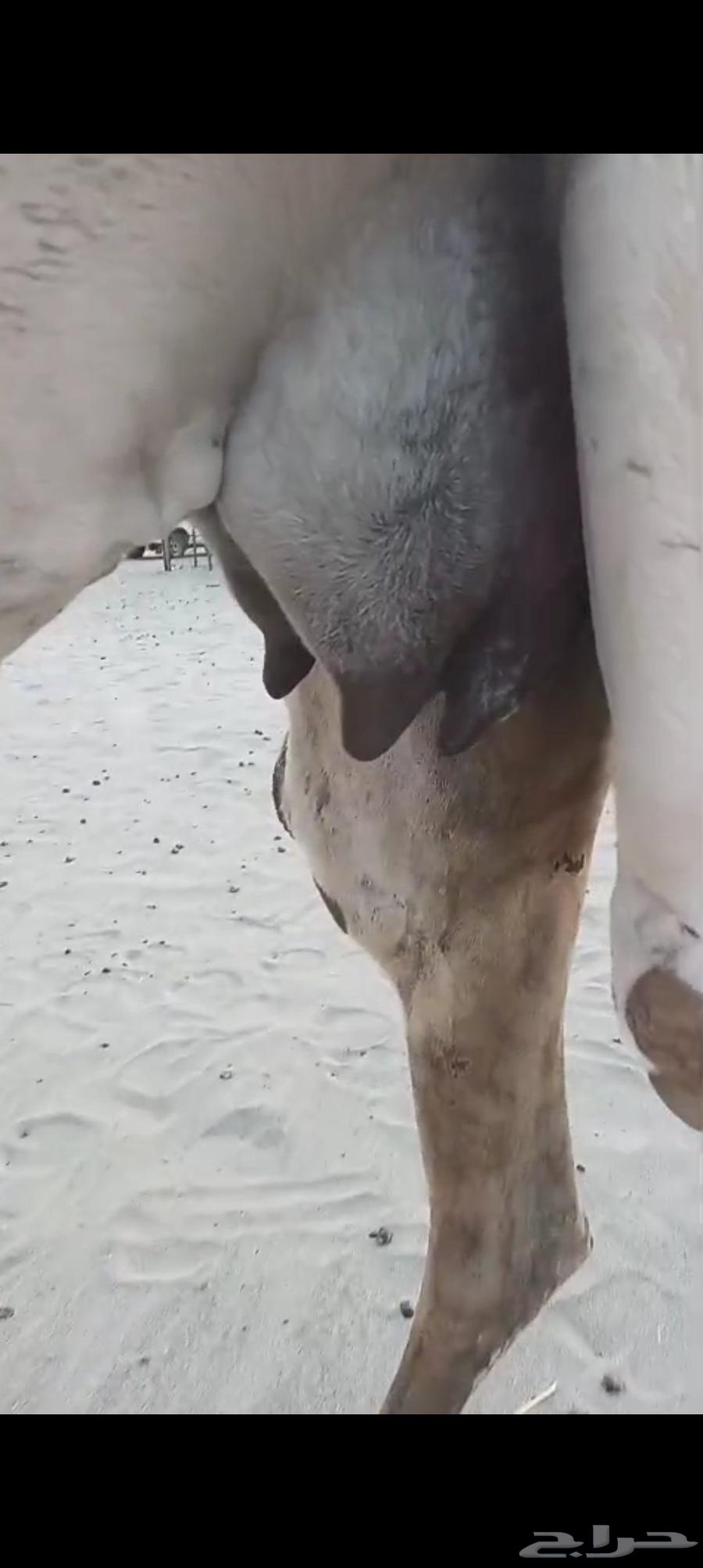 3 خلفات اباكير من 8 الاف تم البيع64487938149761110