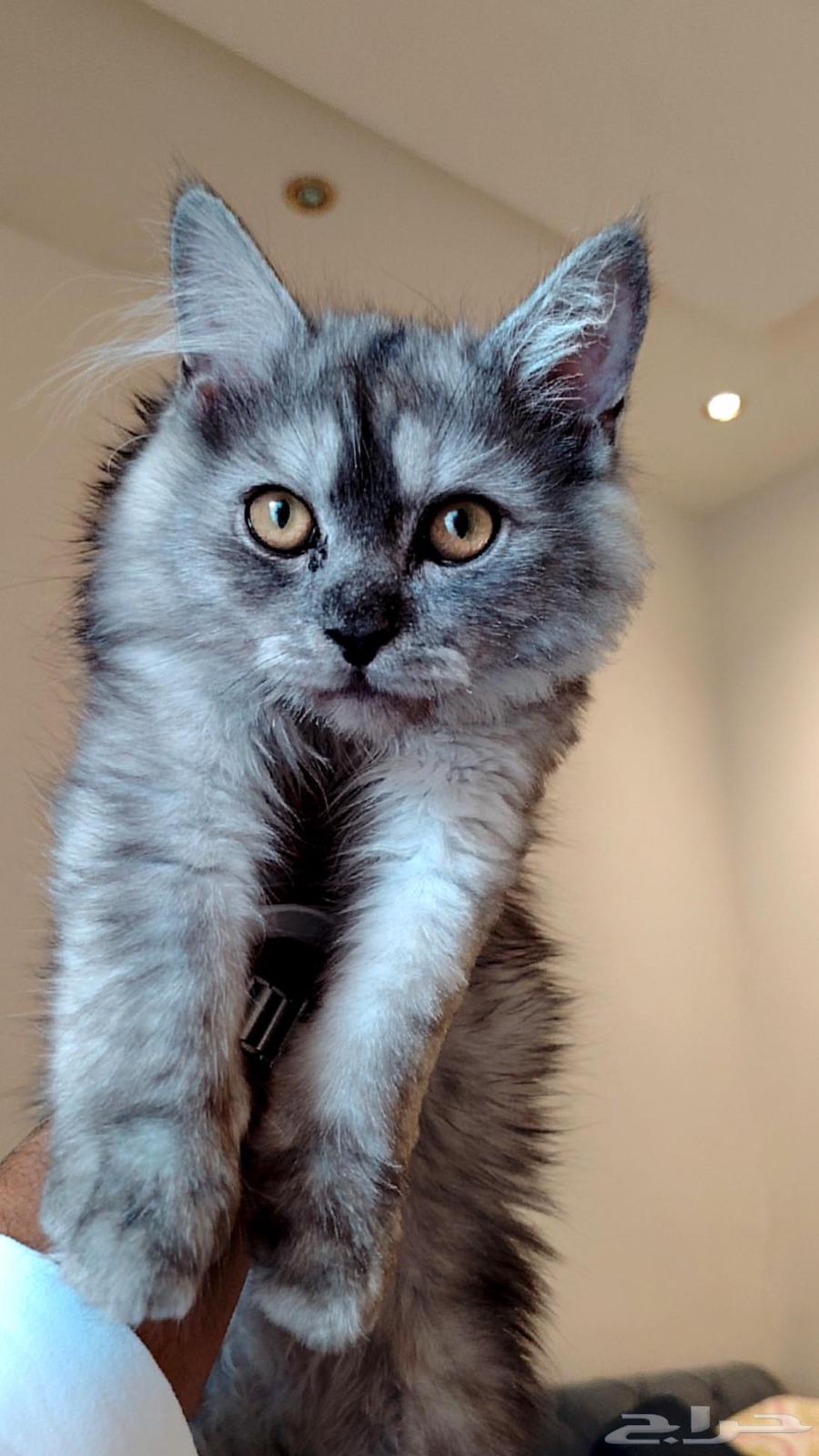 عدة قطط متنوعة سلالالة نادرة64492813136387112