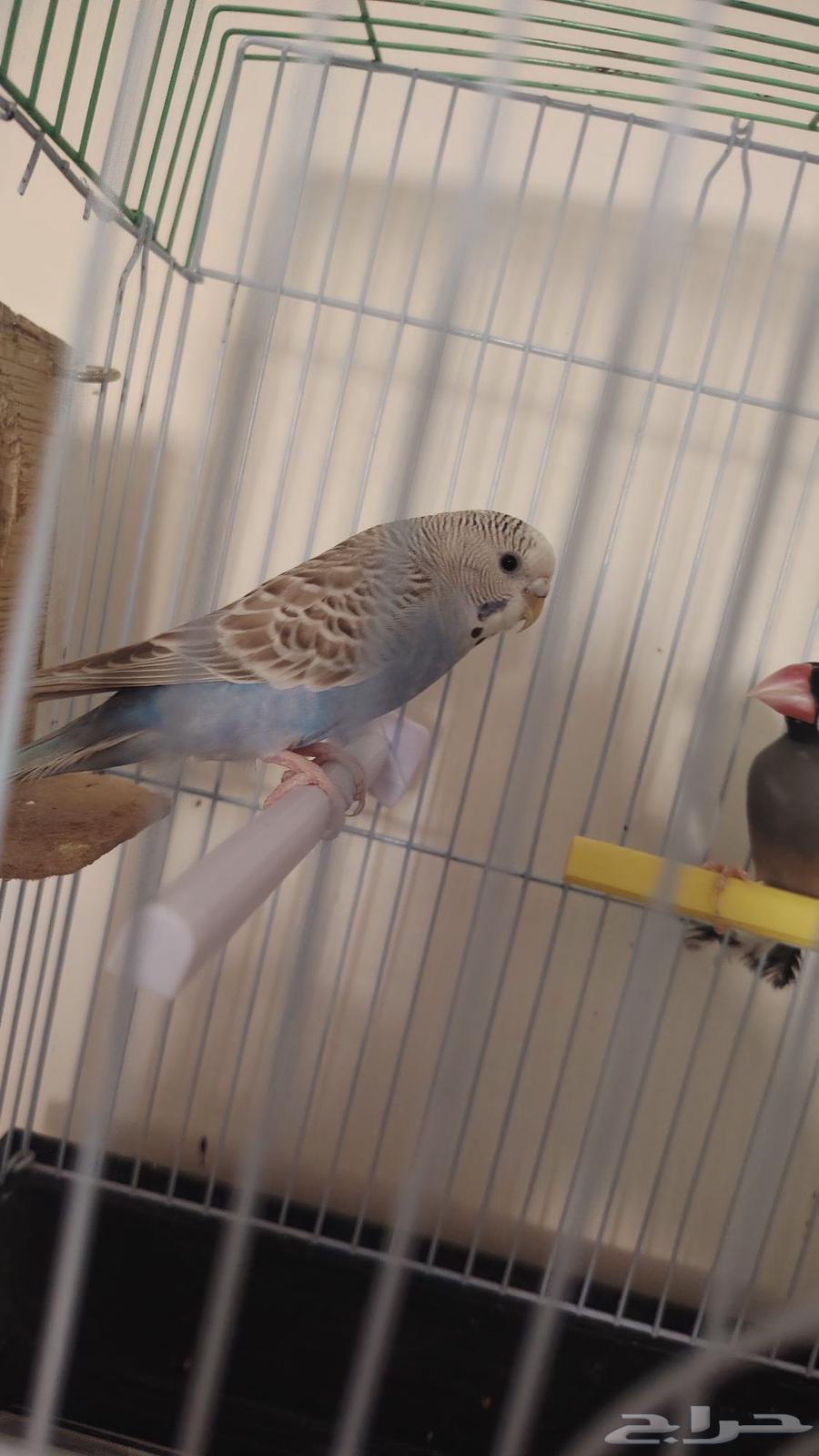 زوج جاوا وزوج بادجي للبيع64493644734466113