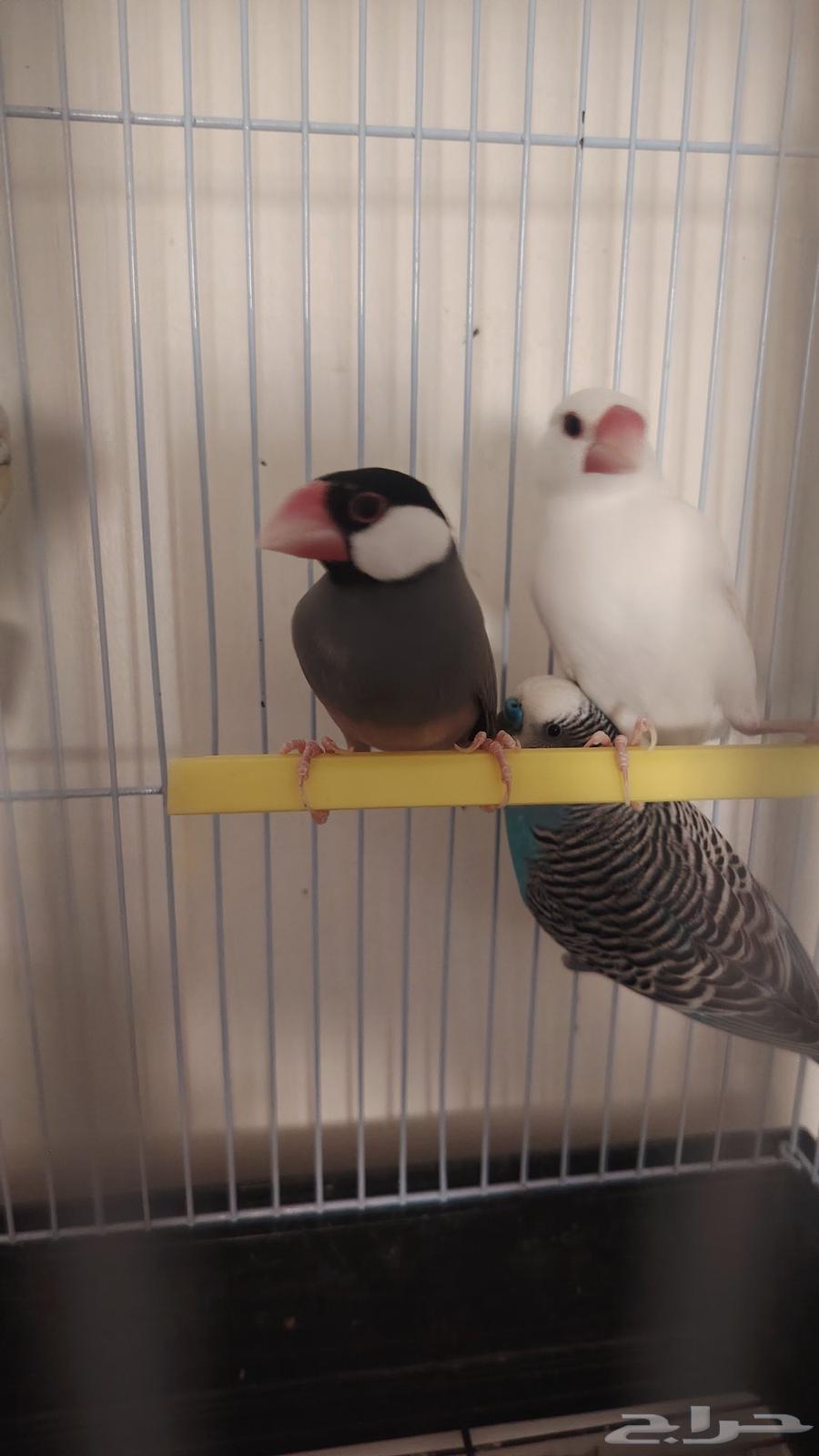 زوج جاوا وزوج بادجي للبيع64493644734466112