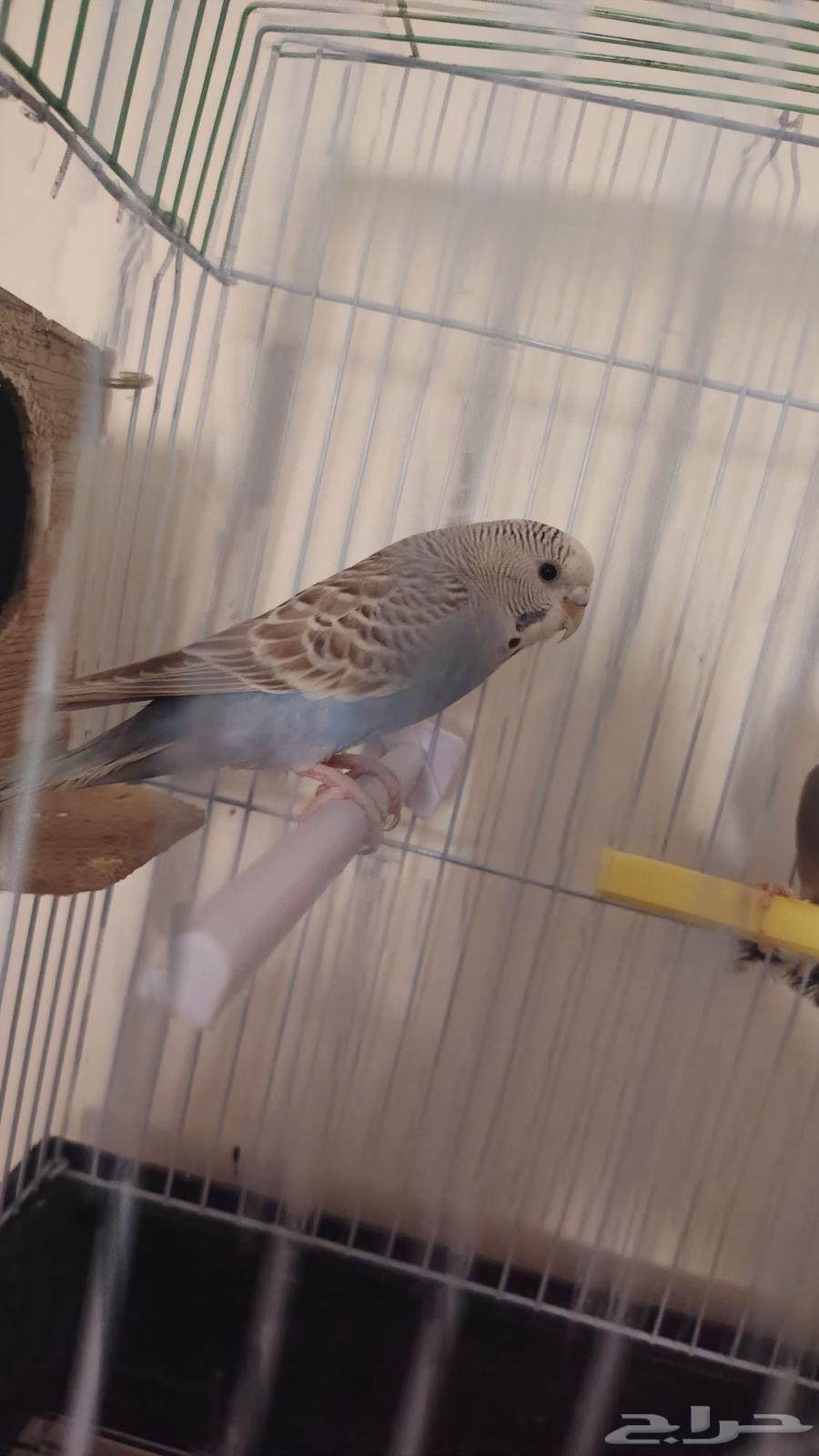 زوج جاوا وزوج بادجي للبيع64493644734466114