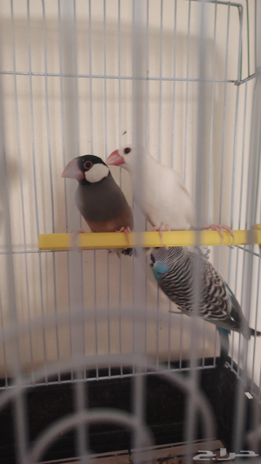 زوج جاوا وزوج بادجي للبيع64493644734466110