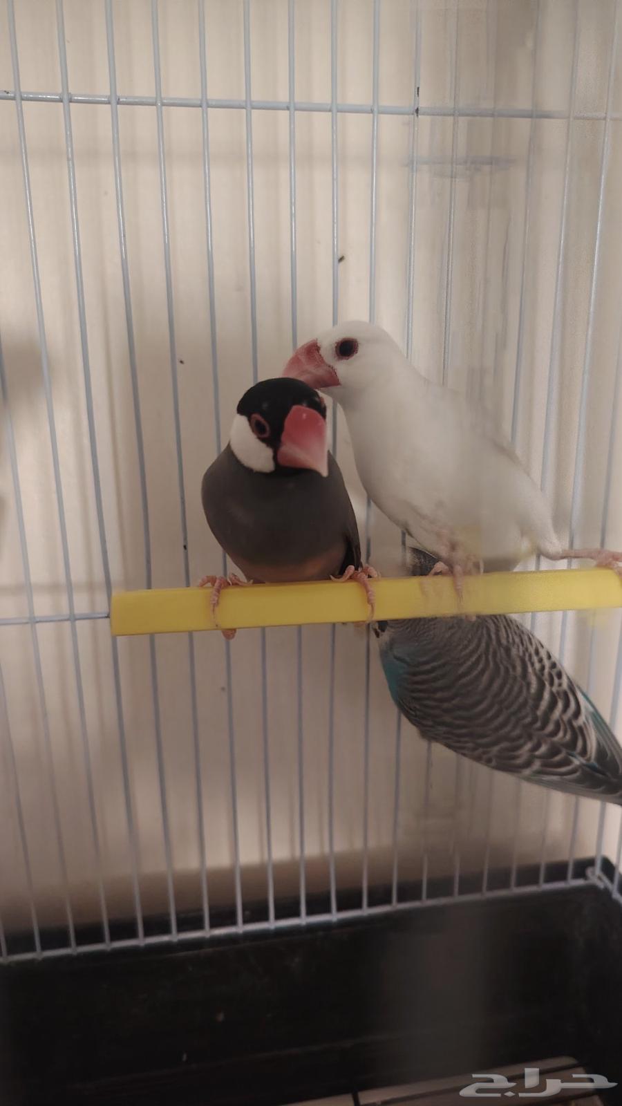 زوج جاوا وزوج بادجي للبيع64493644734466111