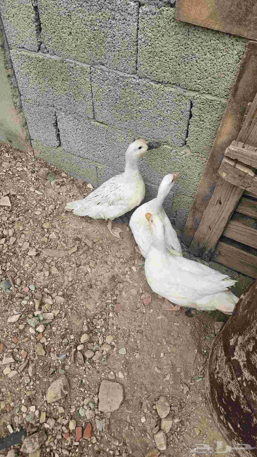 بط للبيع64488838094979110