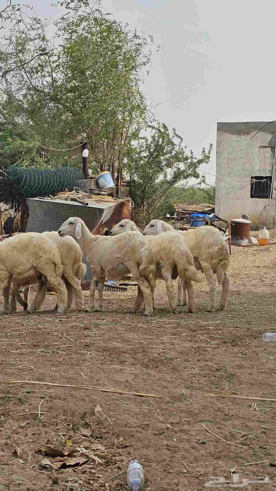 بهم للبيع64490828048641110