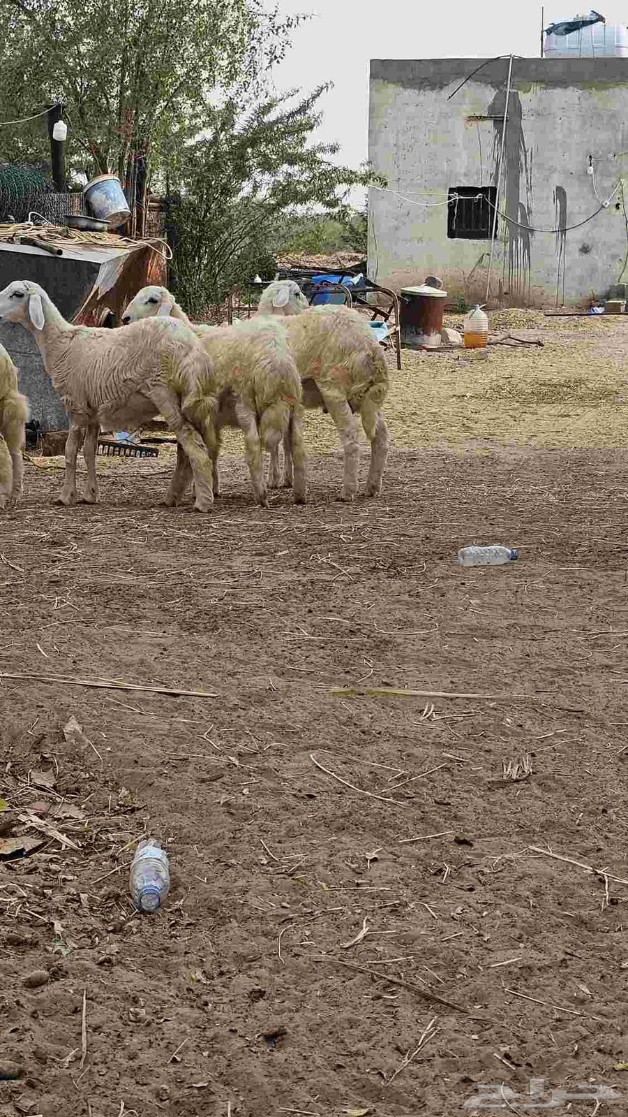 بهم للبيع64490828048641112