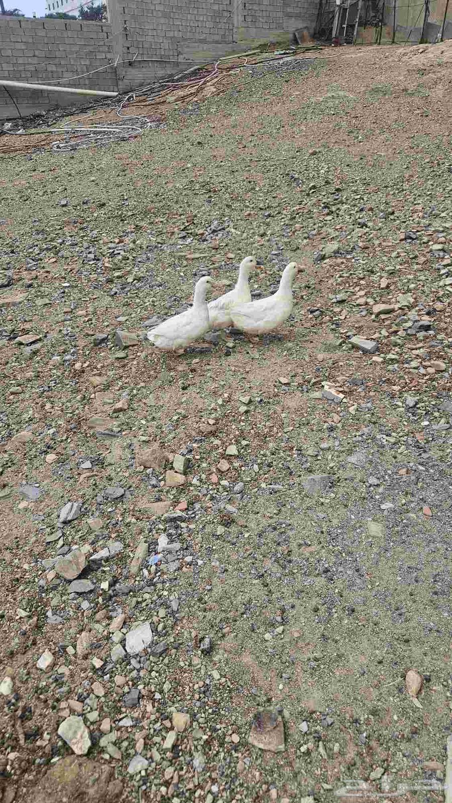 بط للبيع64488838094979111