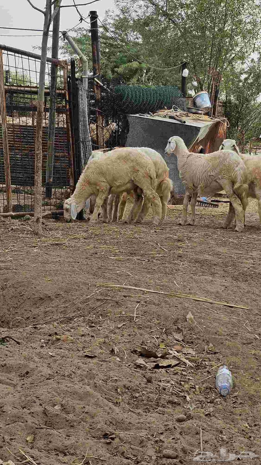 بهم للبيع64490828048641111