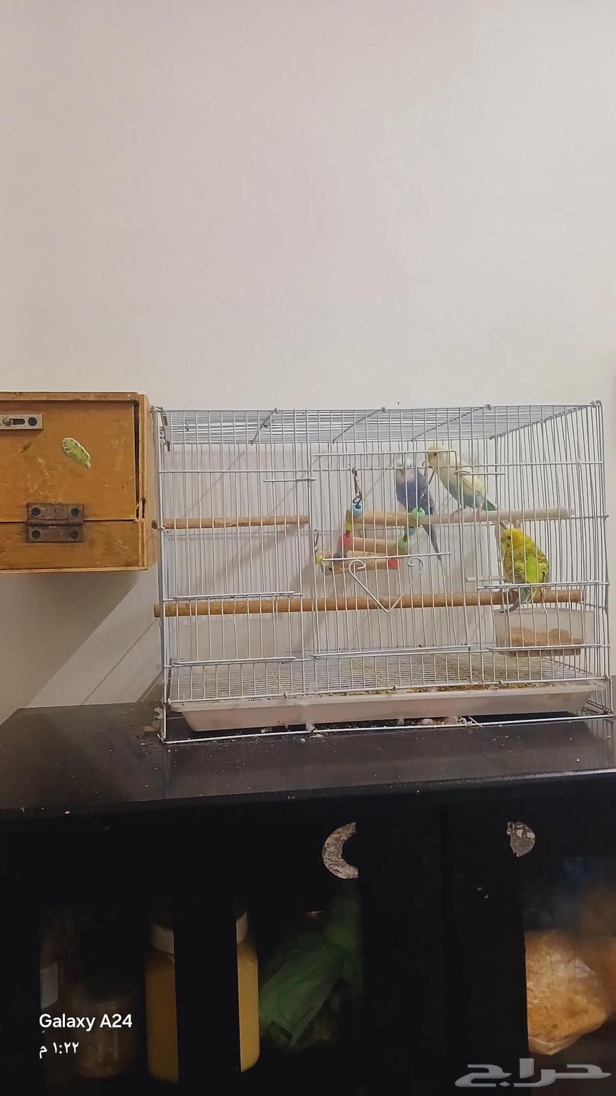عصافير بادجي الحب للبيع ثنتين انثا وواحد ذكر64489558830594111