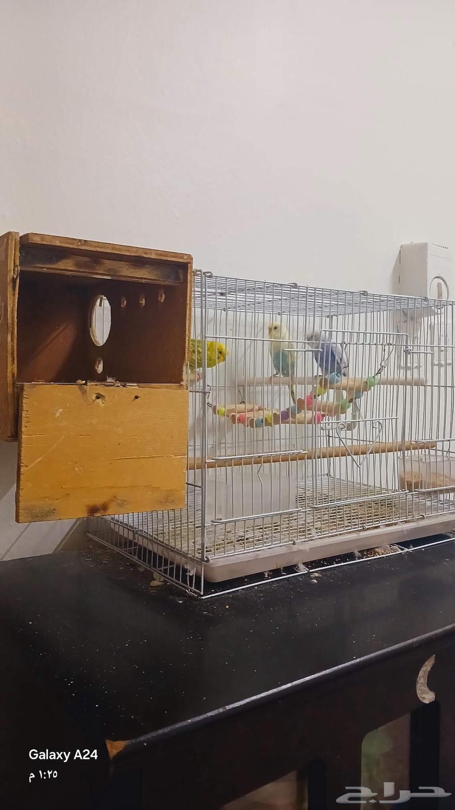 عصافير بادجي الحب للبيع ثنتين انثا وواحد ذكر64489558830594110