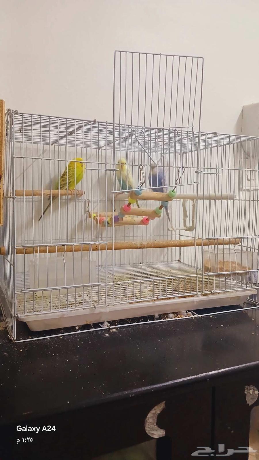 عصافير بادجي الحب للبيع ثنتين انثا وواحد ذكر64489558830594113