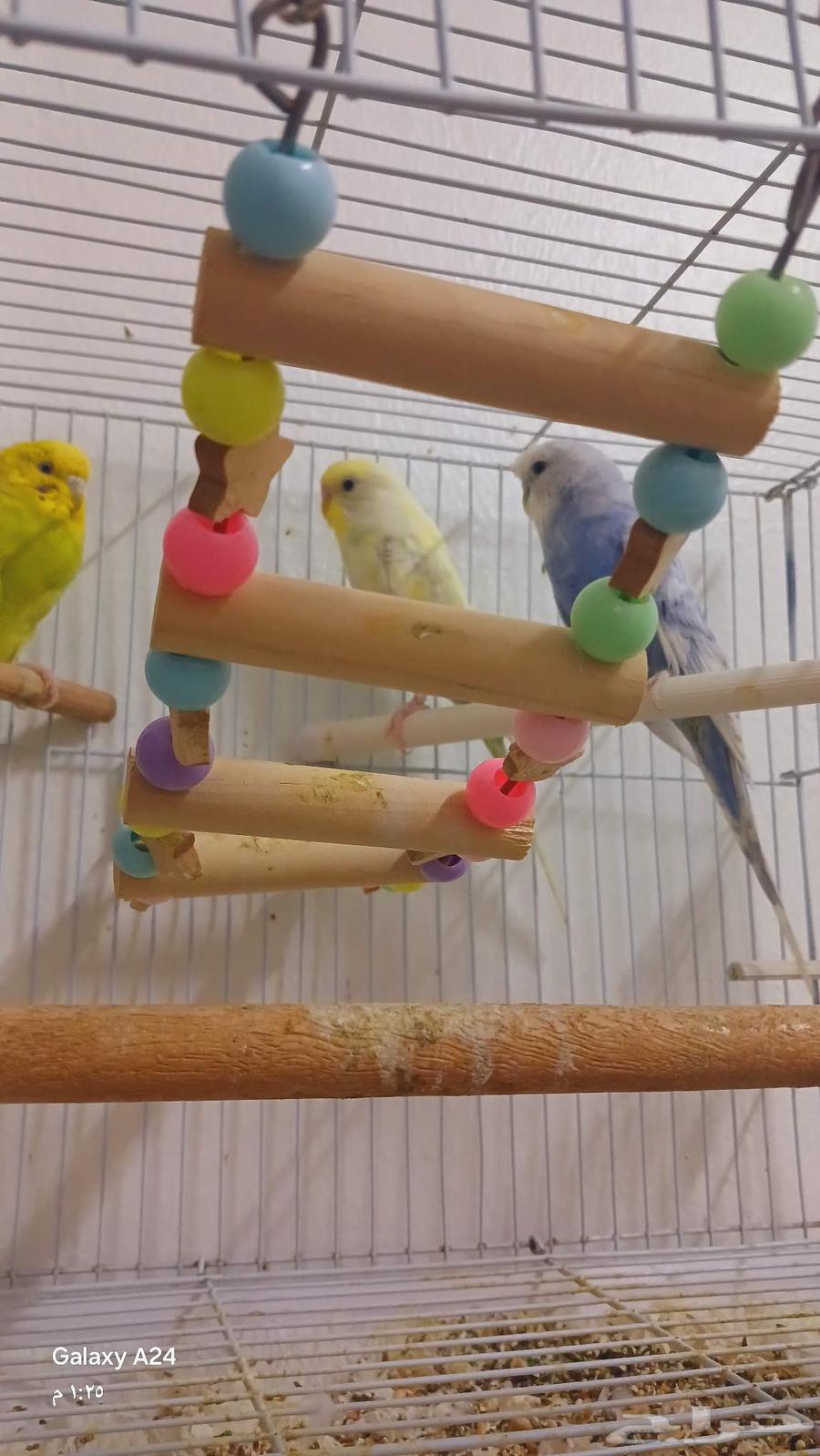 عصافير بادجي الحب للبيع ثنتين انثا وواحد ذكر64489558830594114