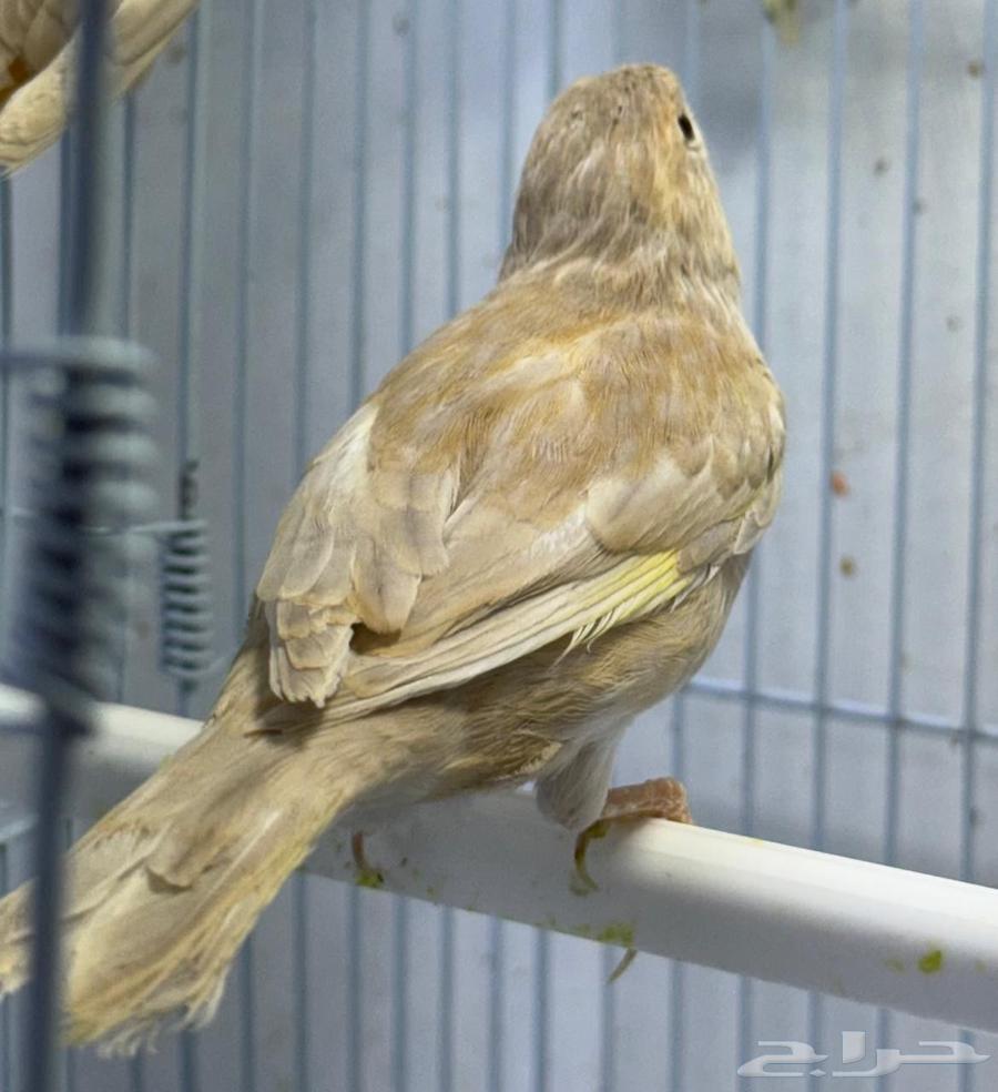 ذكور كناري جاسب للبيع عدد 264487622672259111