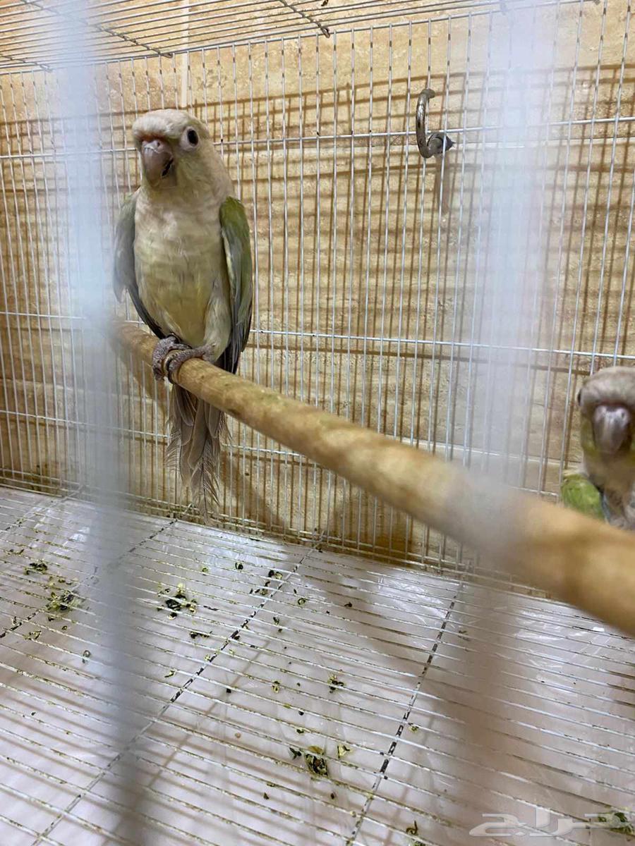 للبيع جوزين كنيور64491455457666110