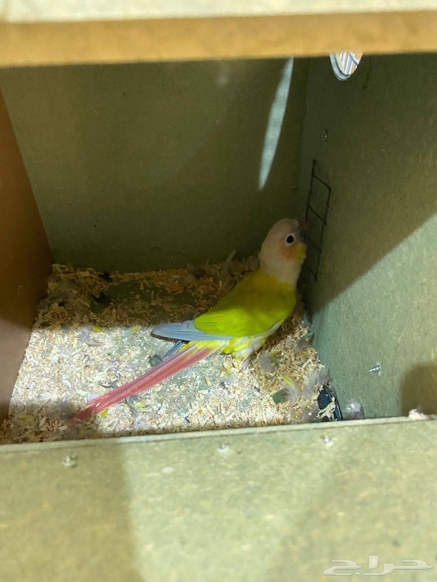 للبيع جوزين كنيور64491455457666114